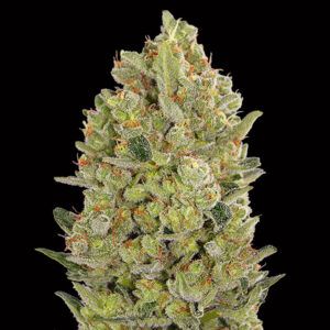Auto 00 Cheese