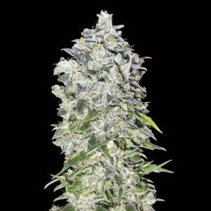 Auto Kush