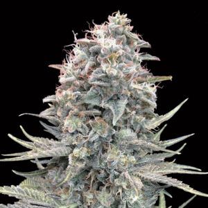Auto Blue Dream