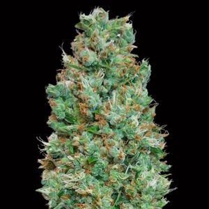 Auto Blueberry