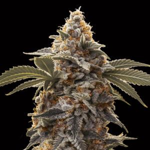 Auto Bubba´s Gift
