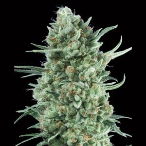 Auto Bubble Gum XXL