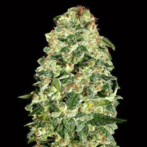 Auto California Kush