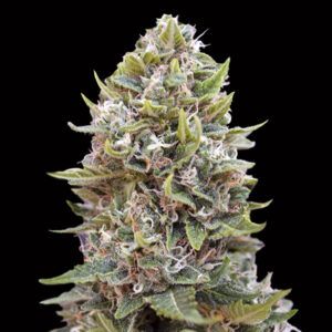 Auto Cheese Berry