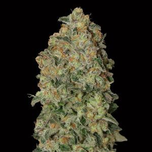 Auto Chocolate Skunk