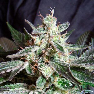 Black Jack