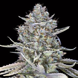Blue Dream Fast