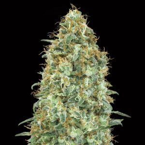 Blueberry