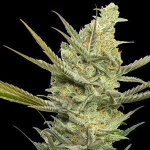 Gipsy Haze 3+1u.