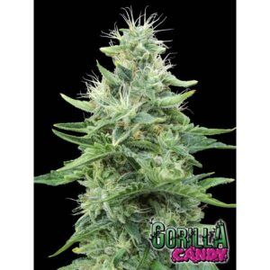 Gorilla Candy 3+1u.