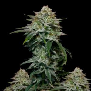 Gorilla Cookies Fast Flowering