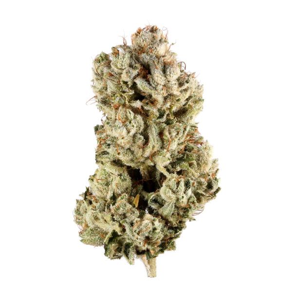 Gorilla Glue 100u.