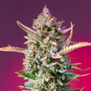 Gorilla Sherbet F1 (Fast version)