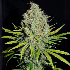 Grape Stomper 3u.
