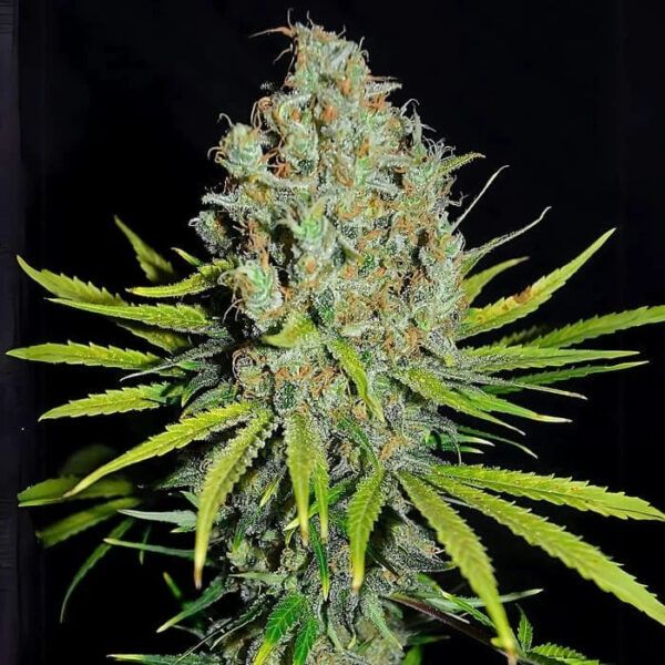 Grape Stomper 3u.