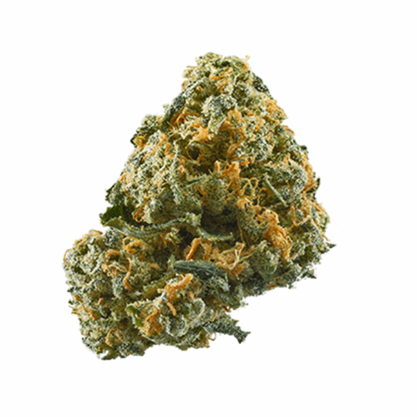 Hash Plant 100u.