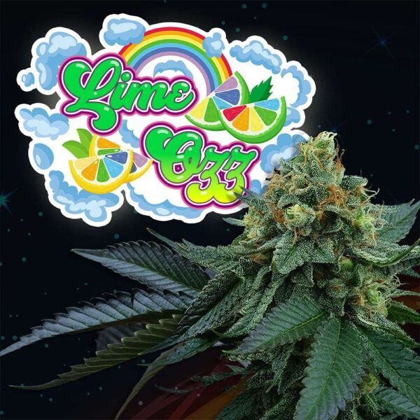 Lime OZZ 6unidades