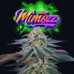 Mimooz 6unidades