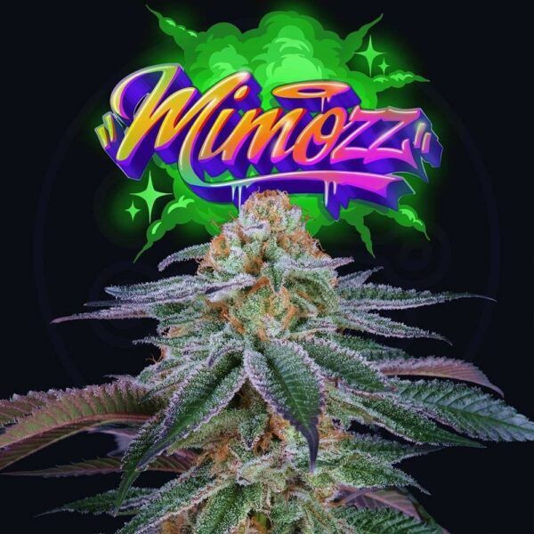 Mimooz 6unidades