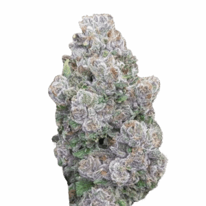 Mimosa Gusher Limited Edition