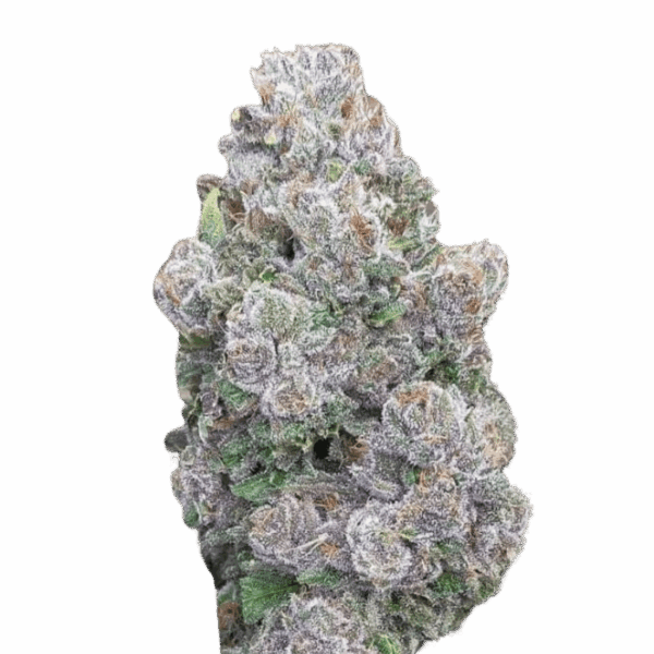 Mimosa Gusher Limited Edition