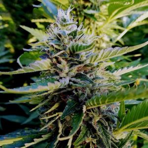 Nuttea Haze 5unidades