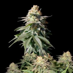 Orange Sherbet Fast Flowering