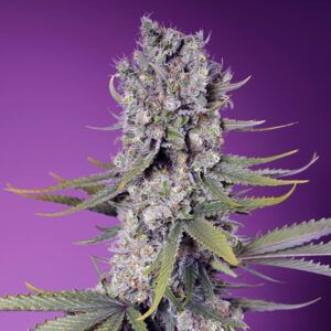Papaya Zoap F1 (Fast version)