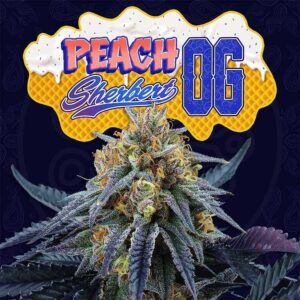 Peach Sherbet OG 6unidades