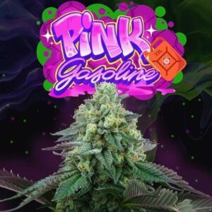 Pink Gasoline 6unidades