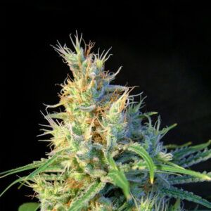 Psicodelicia