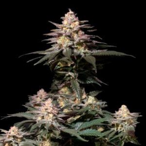 Purple Lemonade Fast Flowering