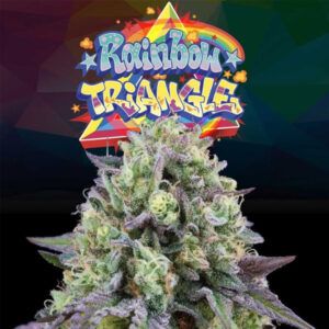 Rainbow Triangle 6unidades
