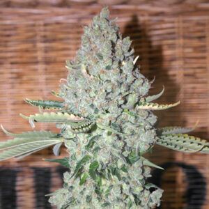 Sativa Des Rois 5unidades