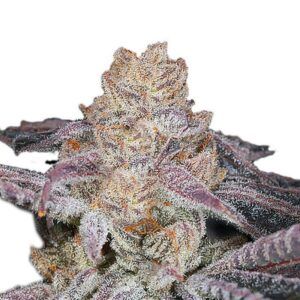 Sour Zkittlez