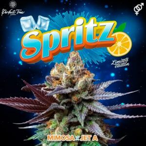 Spritz 6unidades