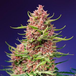 Strawberry Cola Sherbet