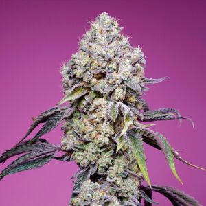 Sweet Mandarine