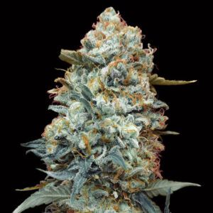 Sweet Somango Fast