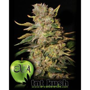 TNT Kush 3+1u.