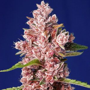 Tropicanna Poison F1 (Fast Version)