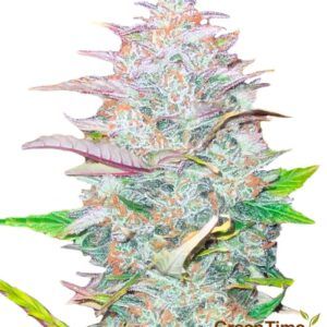 Critical Widow