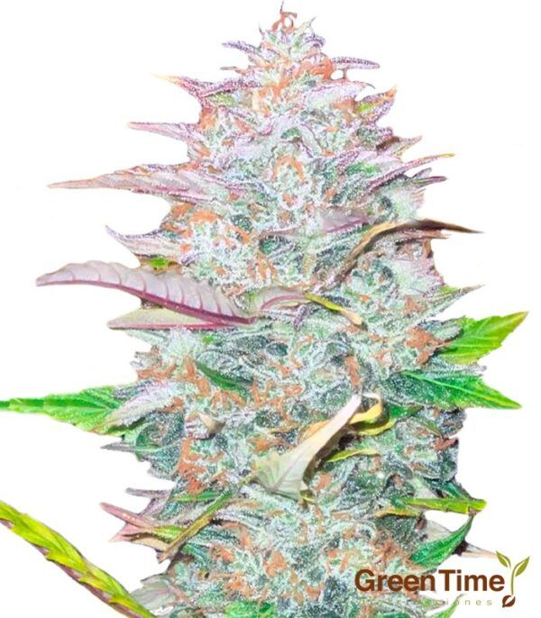 Critical Widow