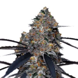 San Fernando Valley x The Purps