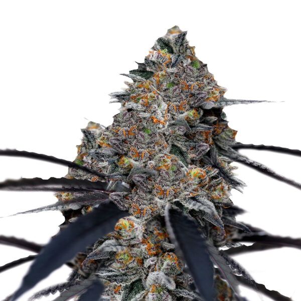 San Fernando Valley x The Purps