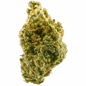 Tangie 100u.