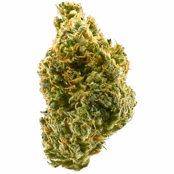 Tangie 100u.