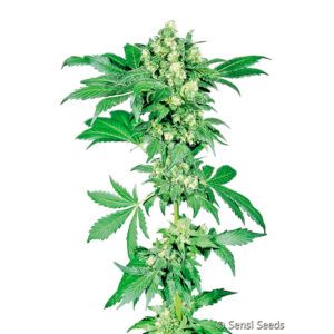 Afghani #1