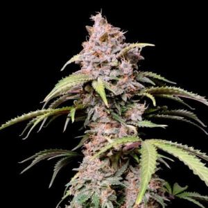 Amnesia Zkittlez Auto