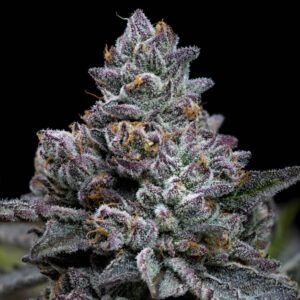 Apple Fritter